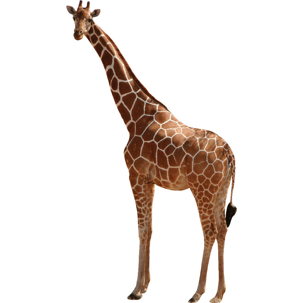 Giraffe Wall Decal Printed | Wallhogs