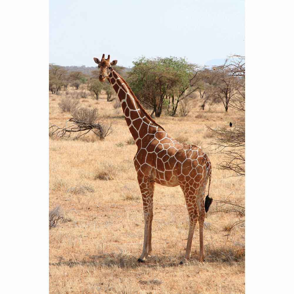 Giraffe Portrait Gloss Poster Printed | Wallhogs