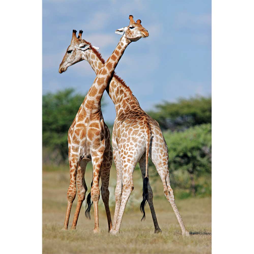 Crossing Giraffes Gloss Poster Printed | Wallhogs