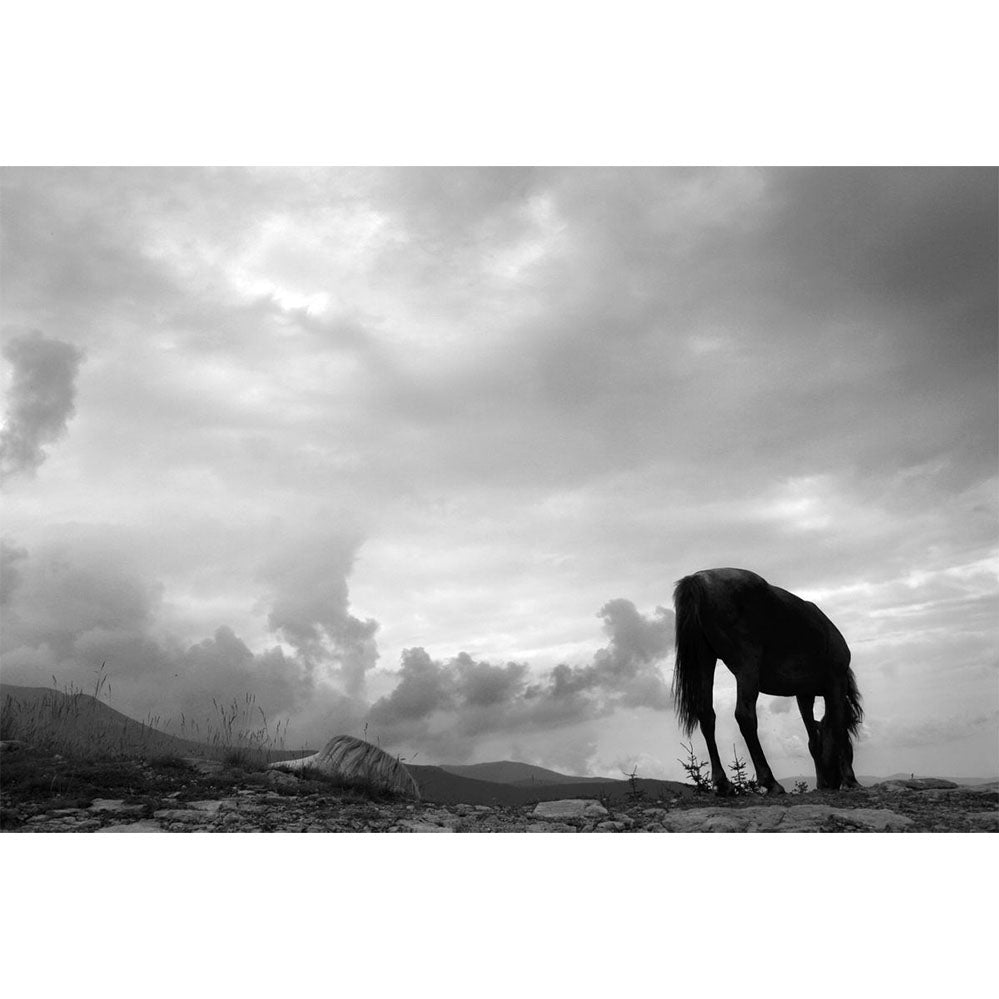 Grazing Horse Wall Decal Printed | Wallhogs