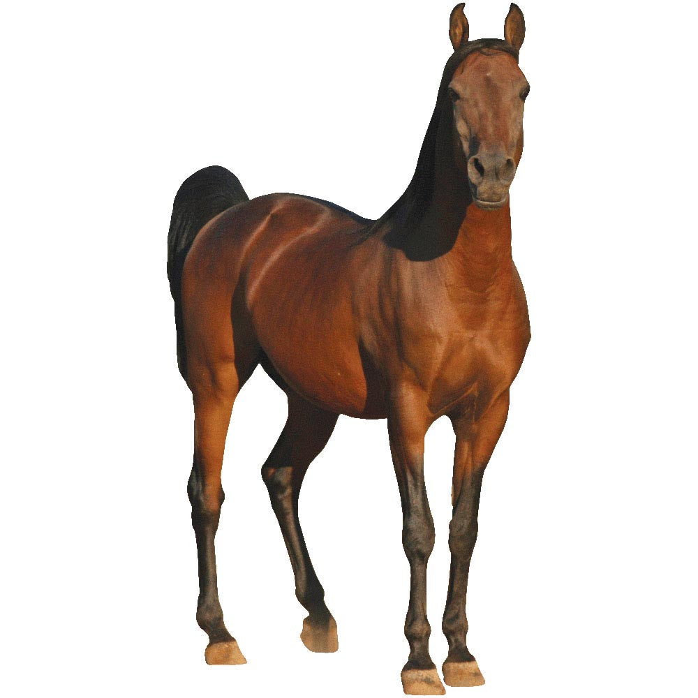 Horse Wall Decal Printed | Wallhogs