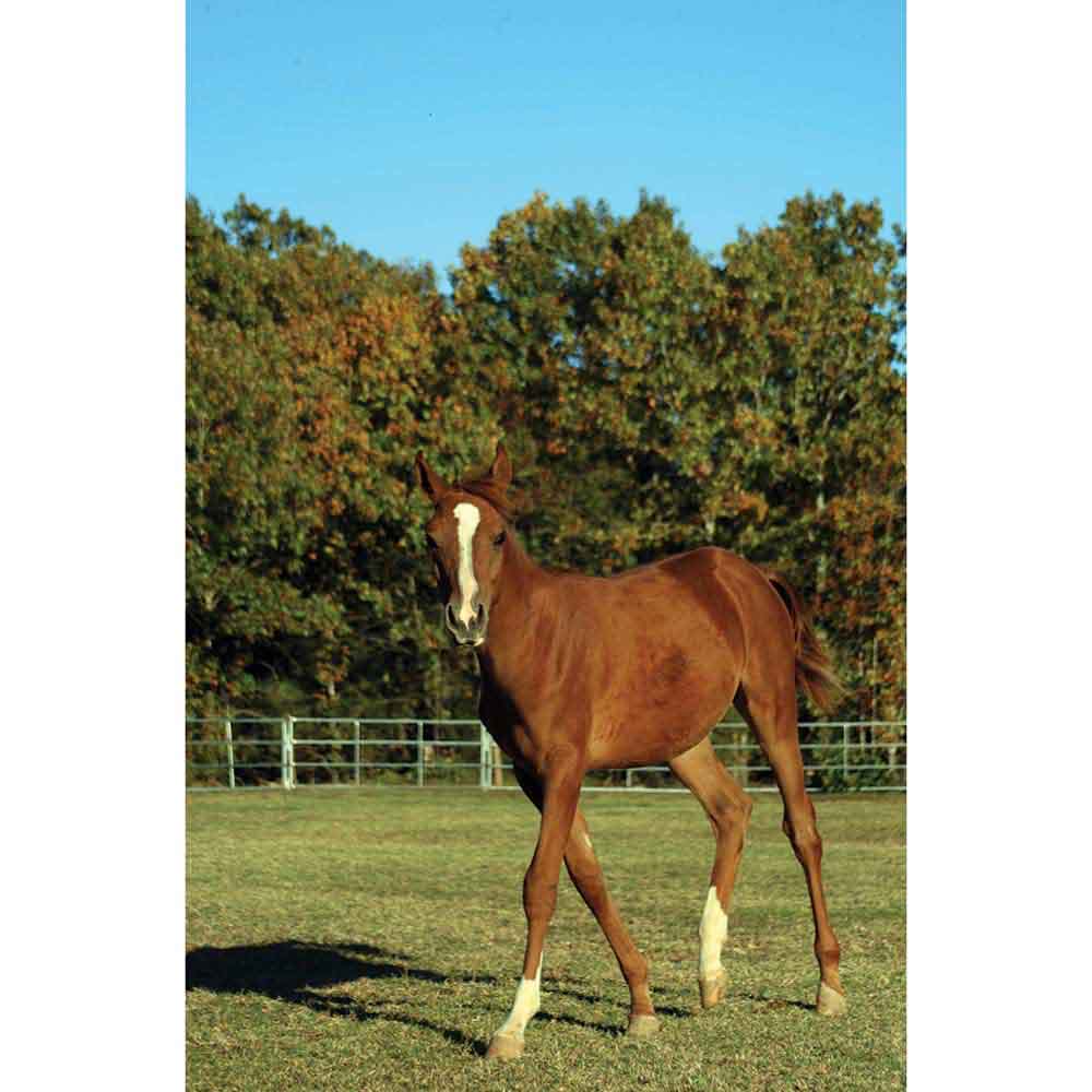 Horse Portrait Wall Decal Printed | Wallhogs