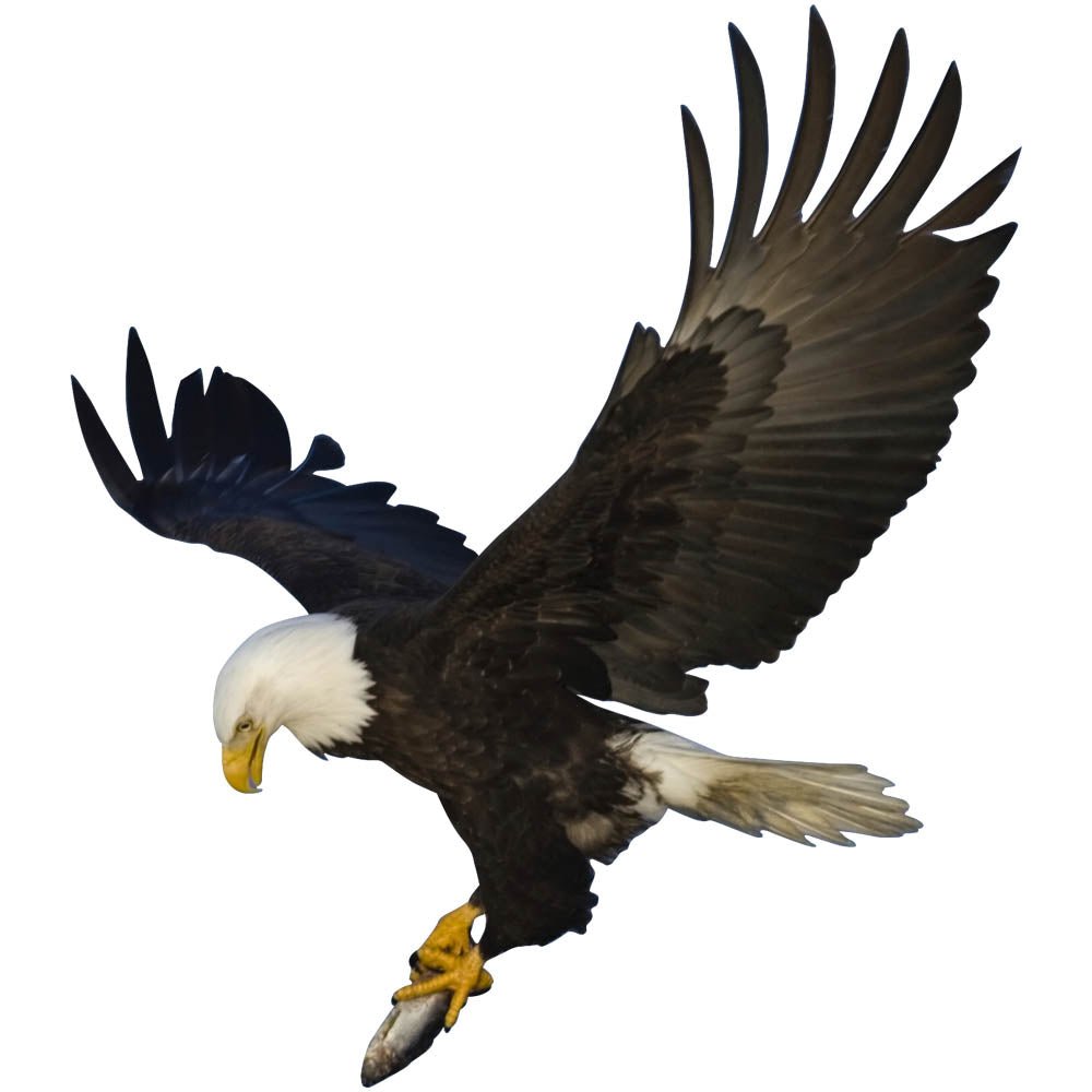 Hunting Eagle Die-Cut Wall Decal Printed | Wallhogs