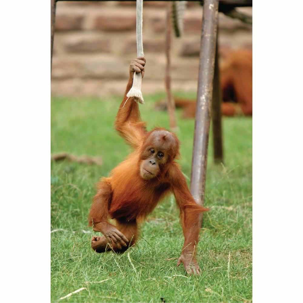 Just Hangin Around Monkey Gloss Poster Printed | Wallhogs
