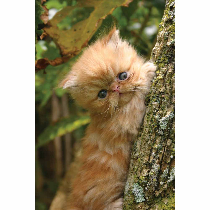 Baby Kitten in a Tree Wall Decal Printed | Wallhogs