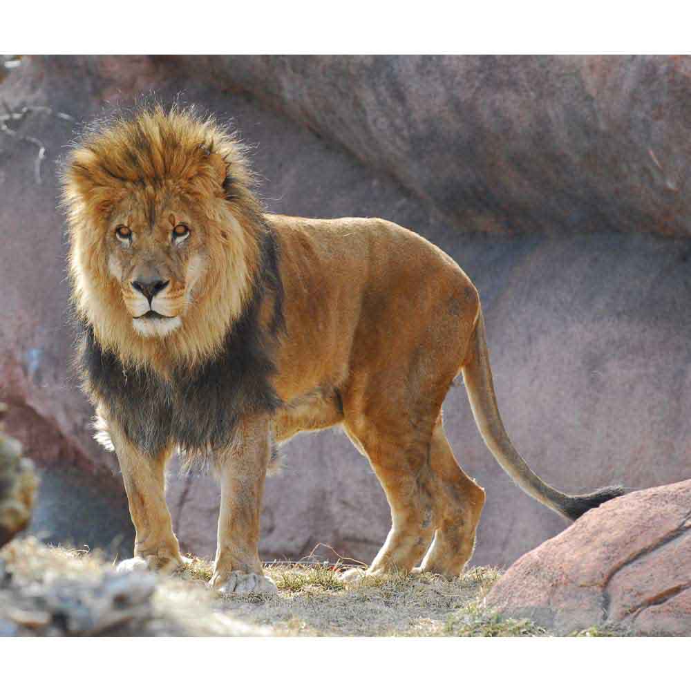 King of the Jungle Gloss Poster Printed | Wallhogs