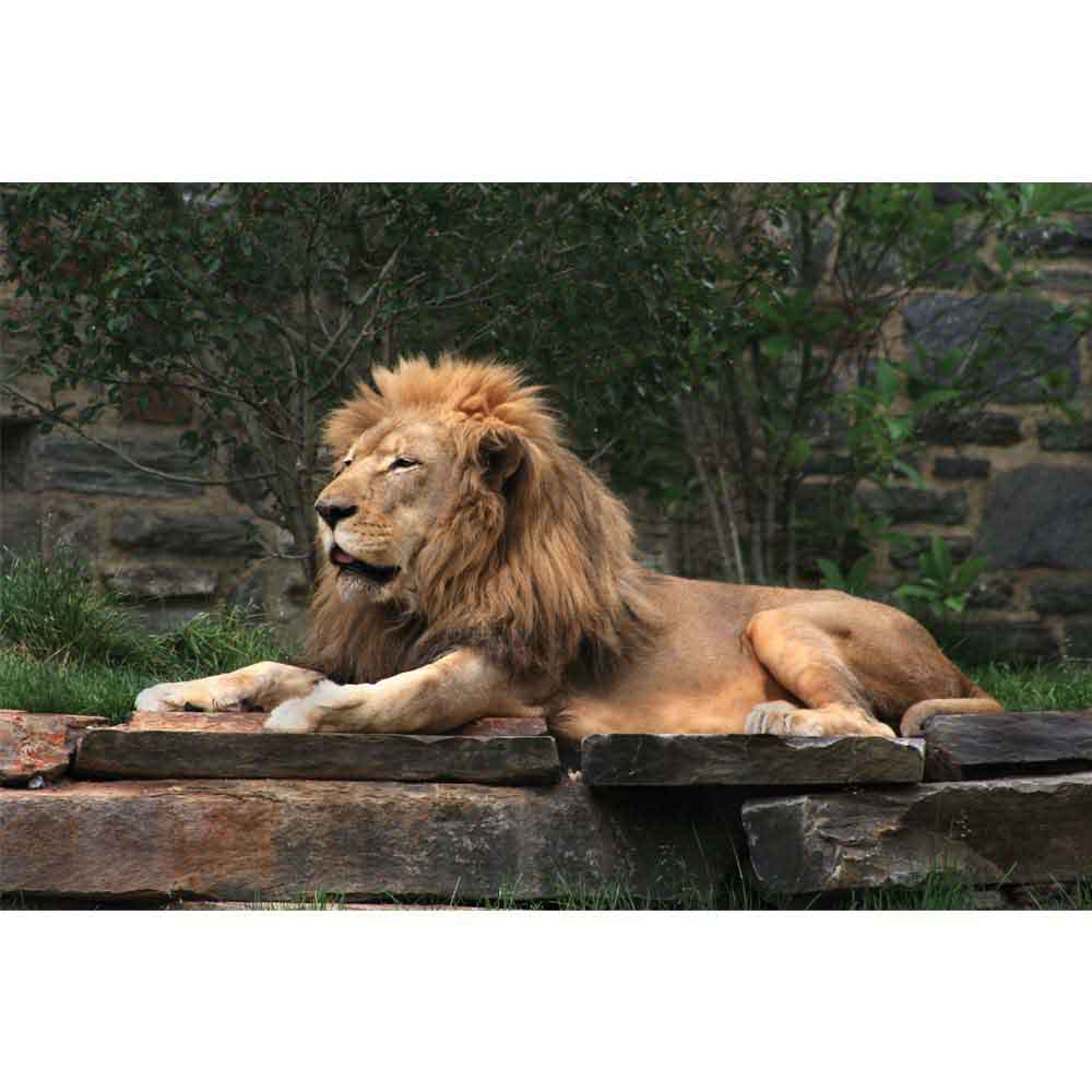 Lion Resting Gloss Poster Printed | Wallhogs