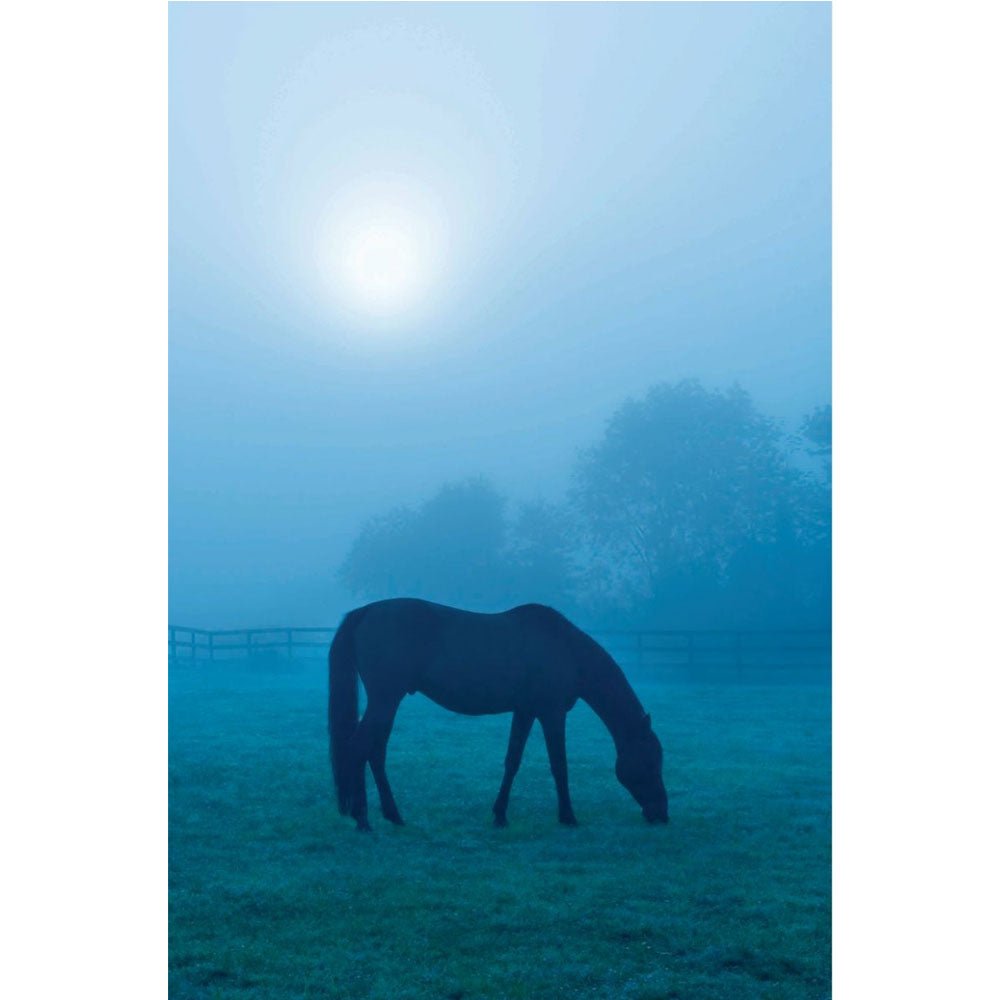 Morning Mist Horse Gloss Poster Printed | Wallhogs