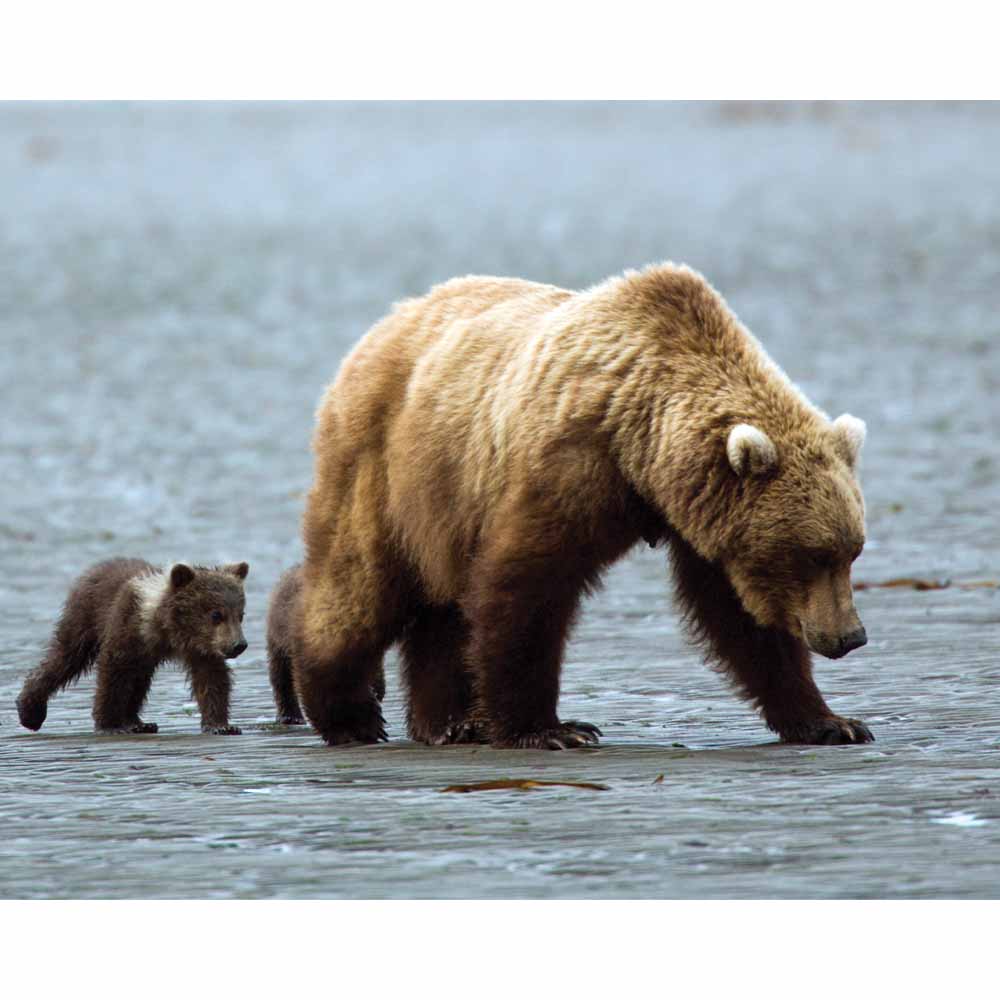 Mama & baby Grizzly Gloss Poster Prints | Wallhogs