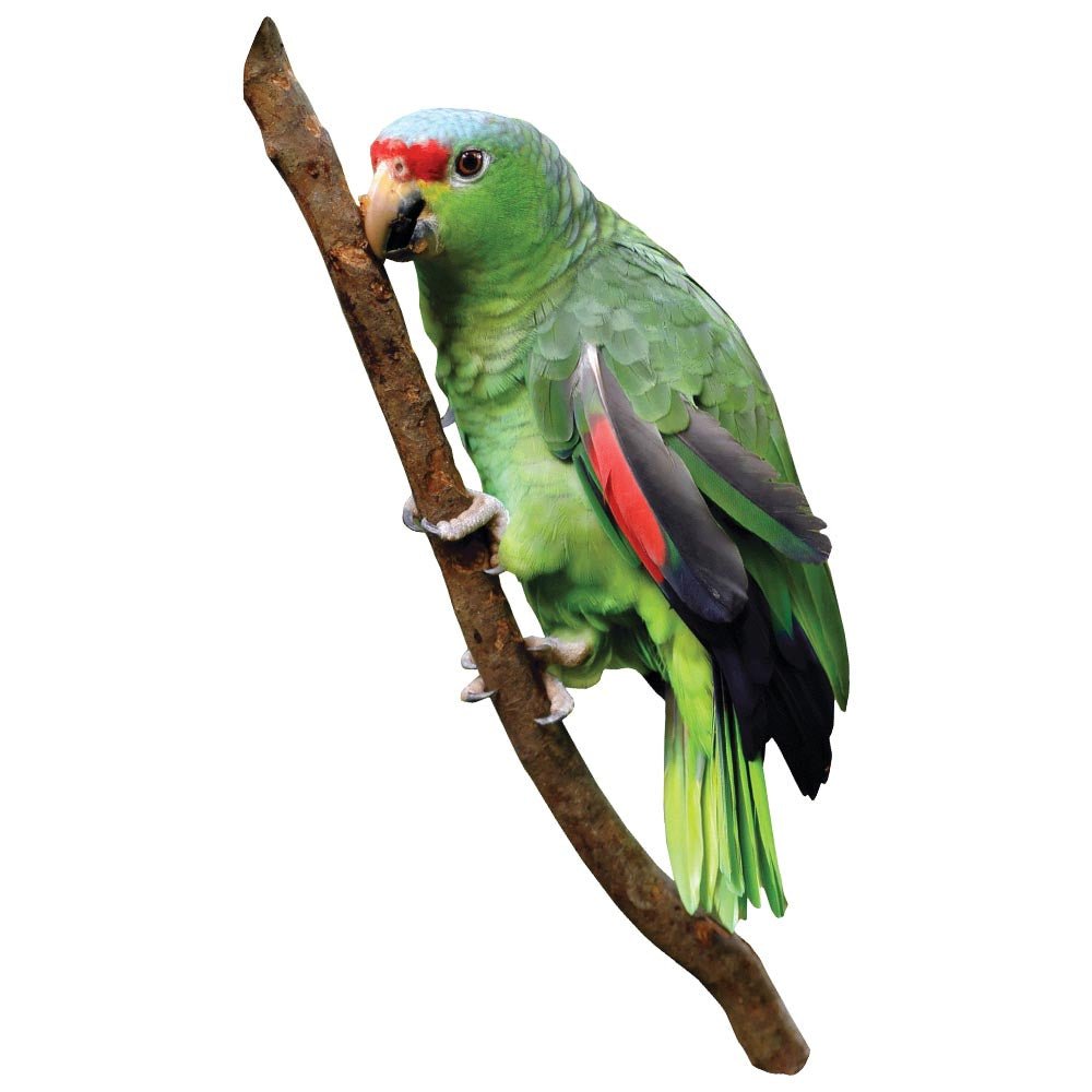 Parrot Die-Cut Wall Decal Printed |Wallhogs