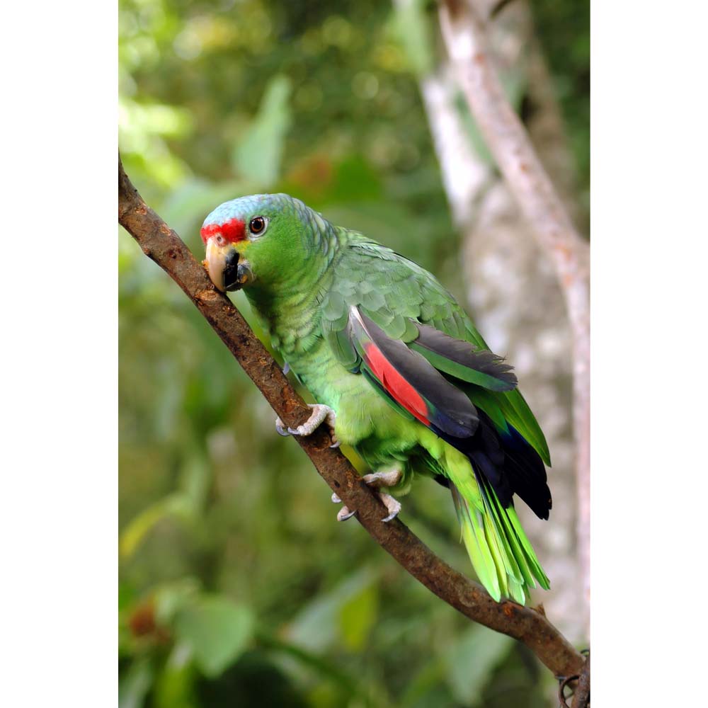 Parrot on a Branch Gloss Poster Printed | Wallhogs