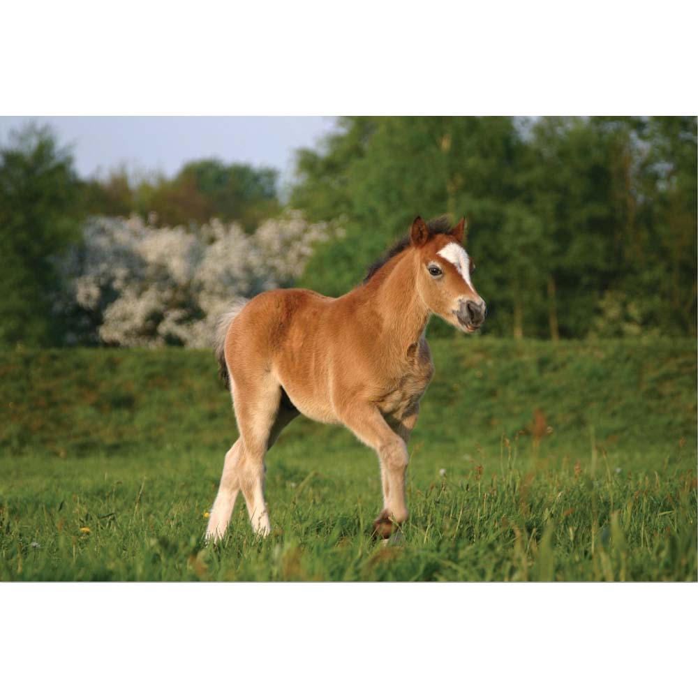 Pony in a Field Gloss Poster Printed | Wallhogs
