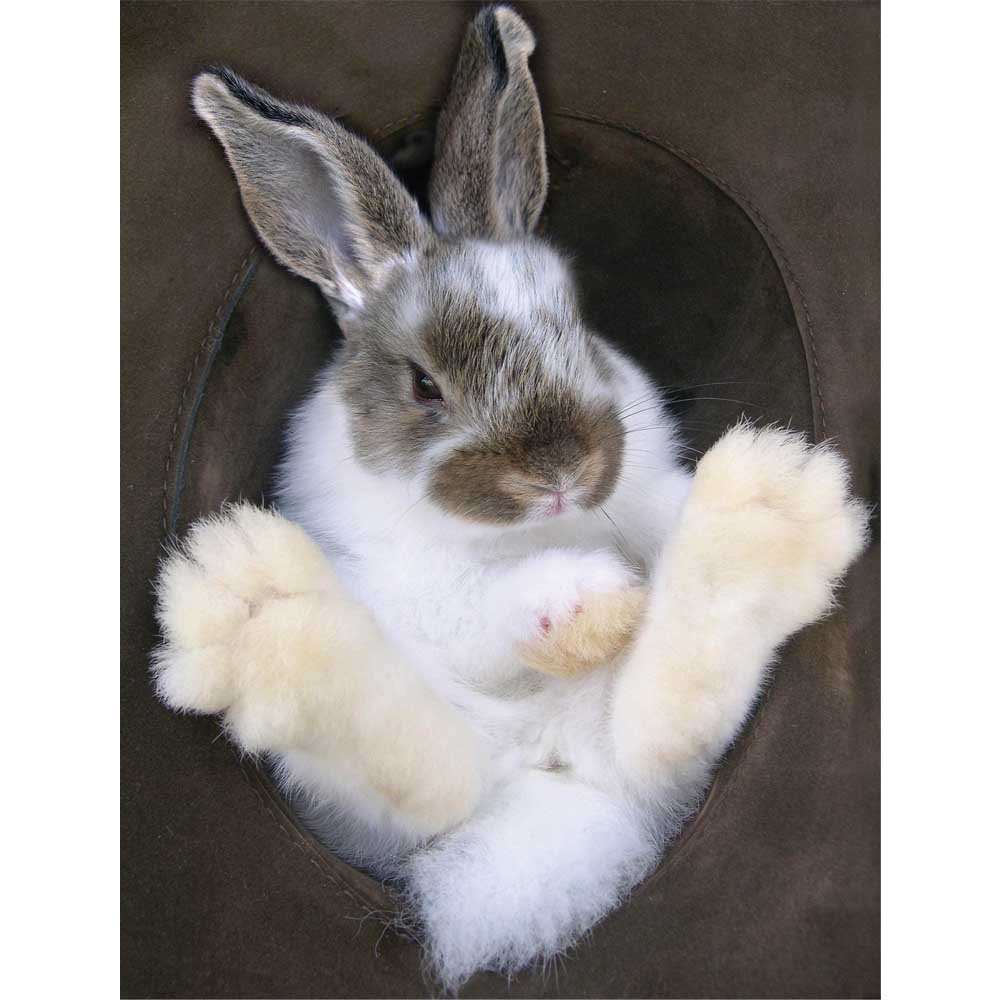 Bunny in Hat Wall Decal Printed | Wallhogs