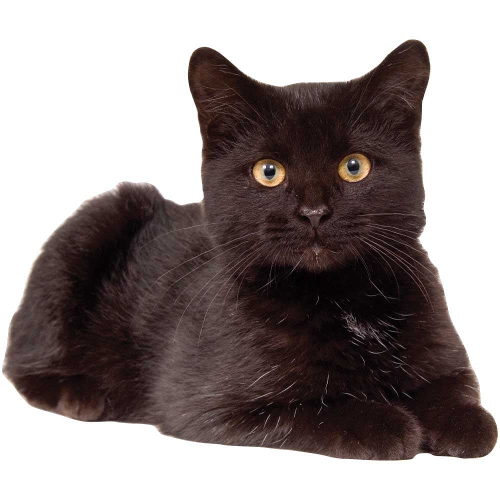 Black Shorthair Cat Die-Cut Wall Decal Printed | Wallhogs