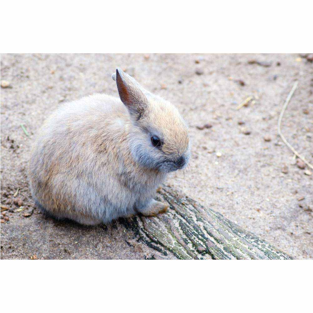 Baby Bunny Wall Decal Printed | Wallhogs