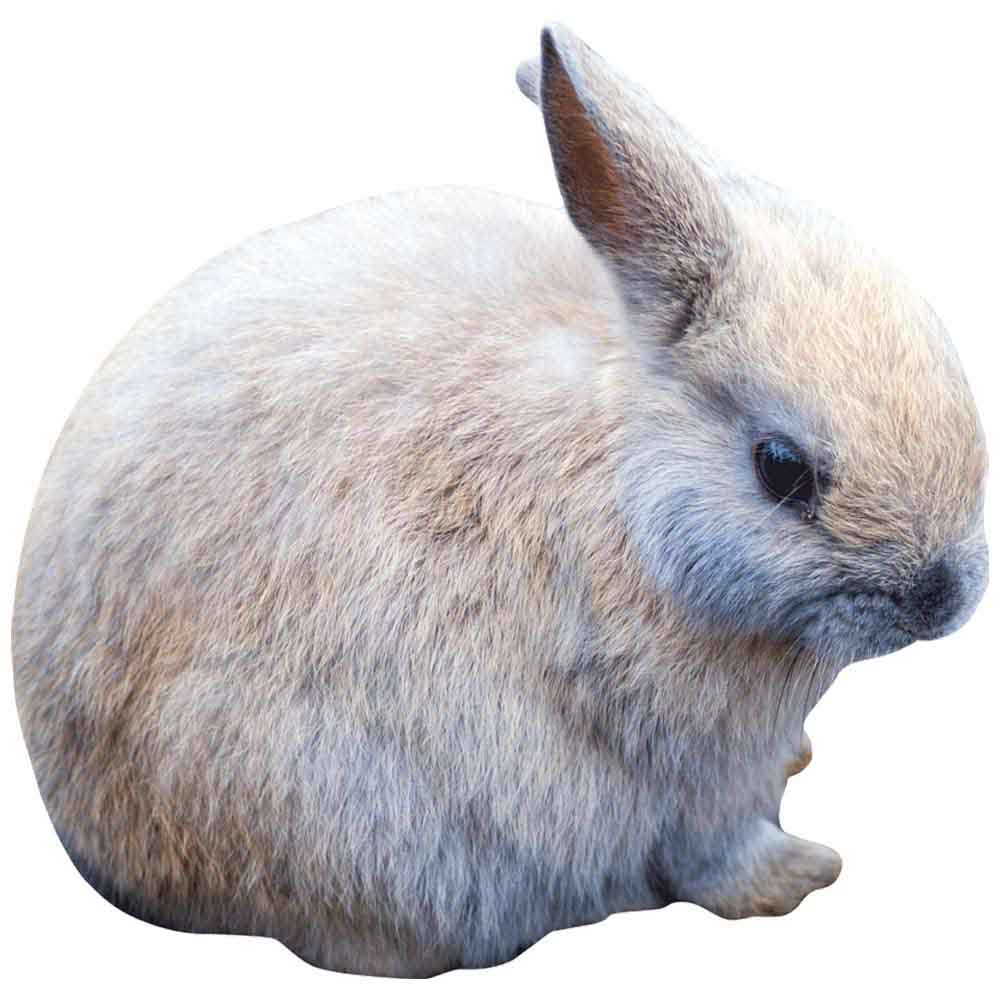 Baby Bunny Die-Cut Wall Decal Printed | Wallhogs