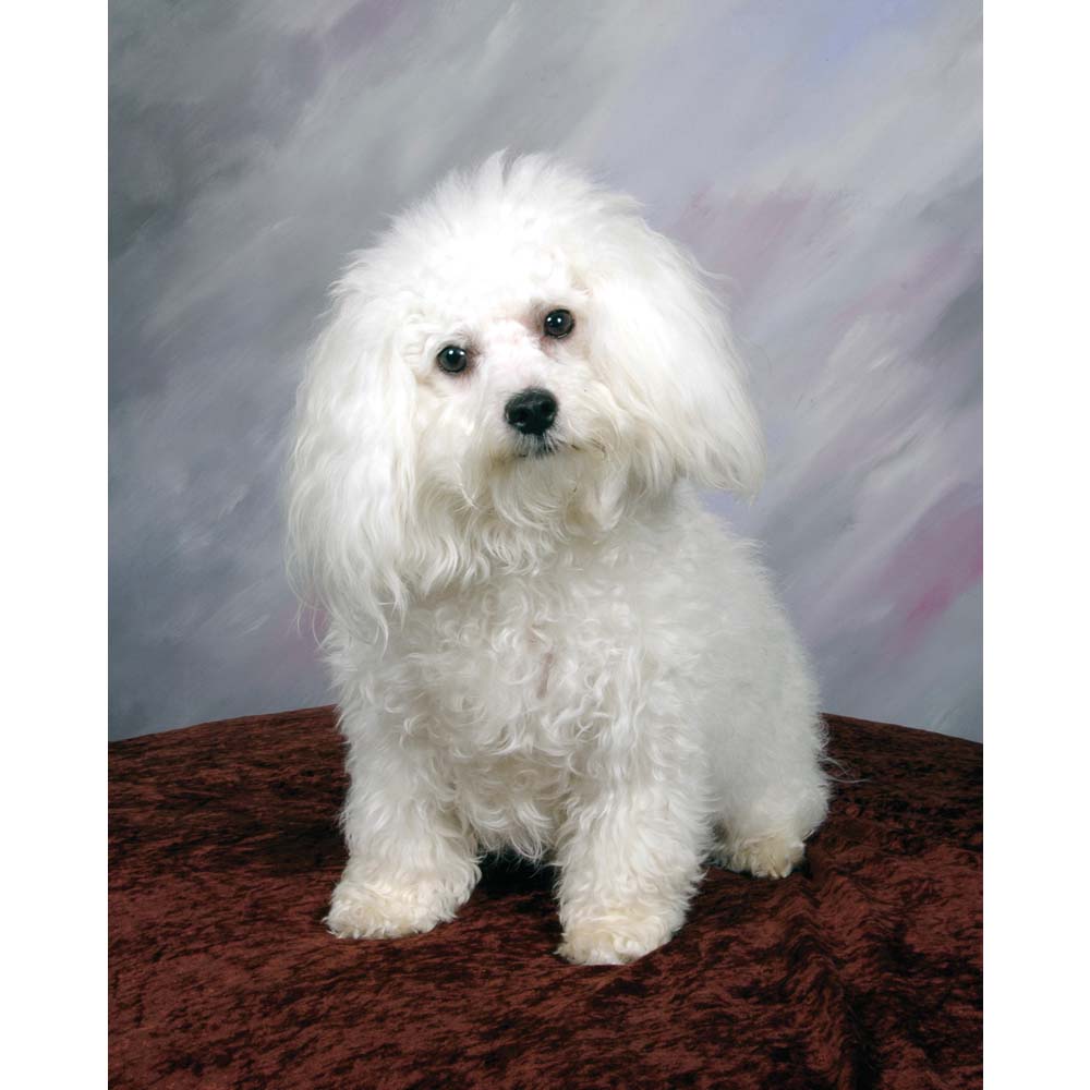 Poodle Portrait Gloss Poster Printed | Wallhogs