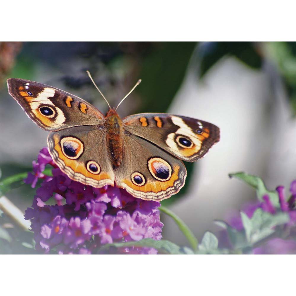 Butterfly on Purple Flower Wall Decal Printed | Wallhogs