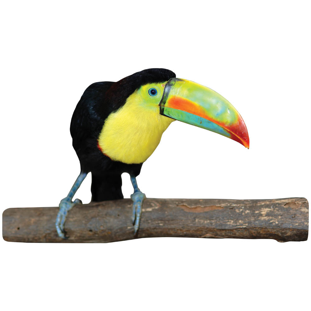 Toucan Die-Cut Wall Decal Printed | Wallhogs