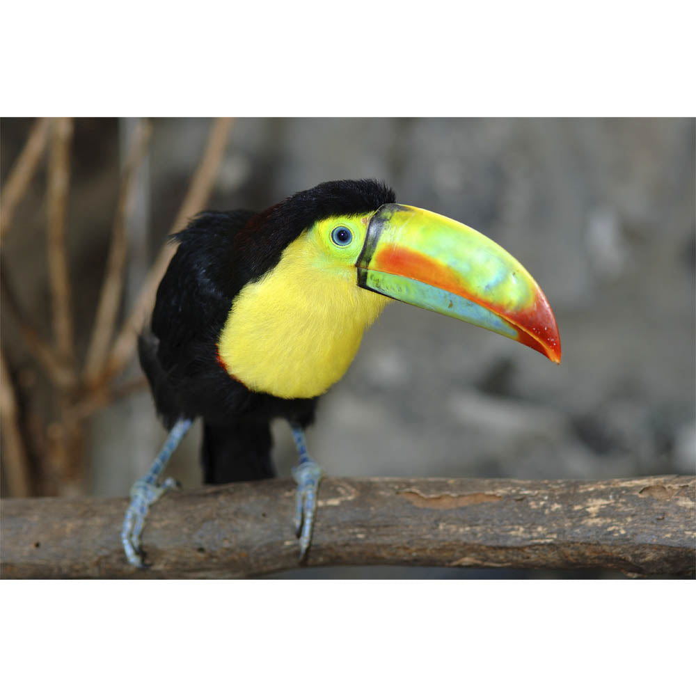Toucan on a Branch Gloss Poster Printed | Wallhogs