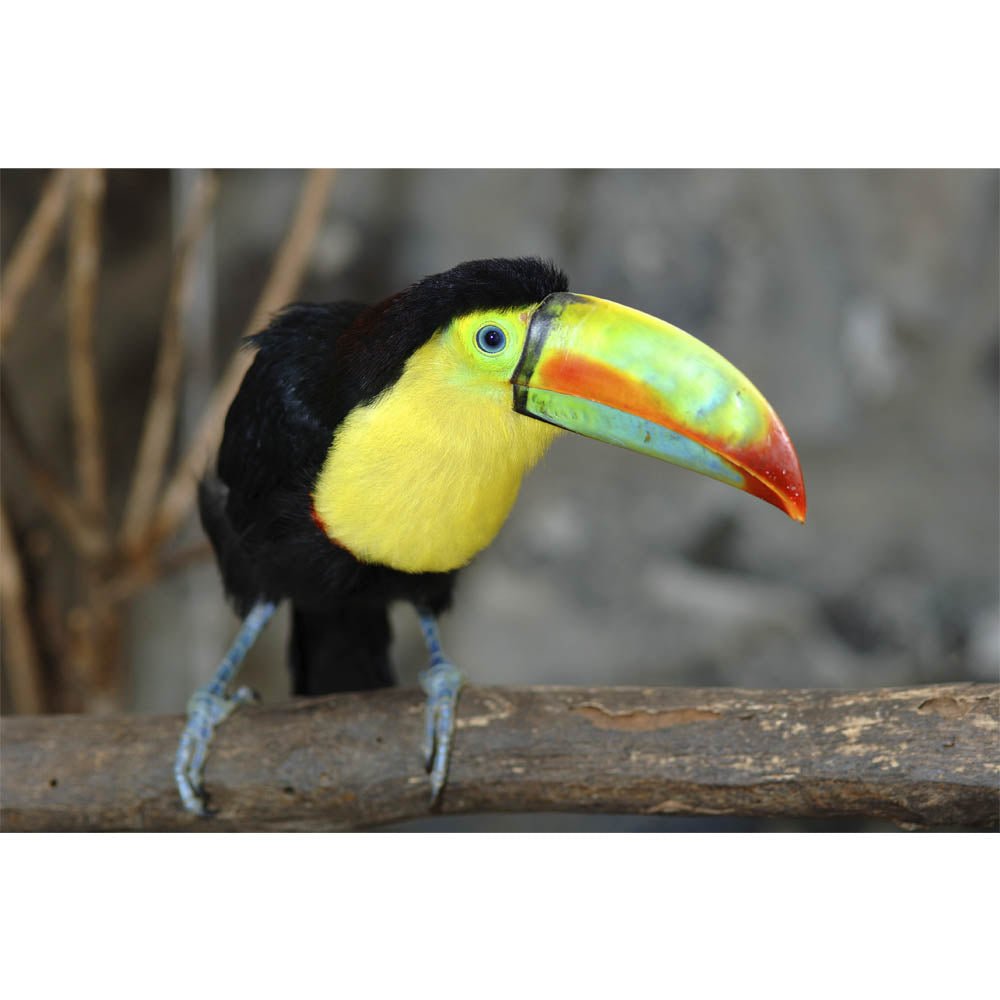 Toucan on a Branch Wall Decal Printed | Wallhogs