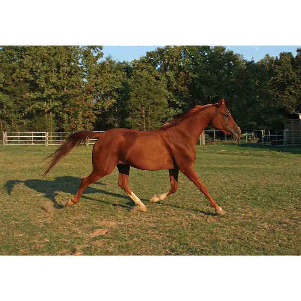 Trotting Horse in Field Gloss Poster Printed | Wallhogs