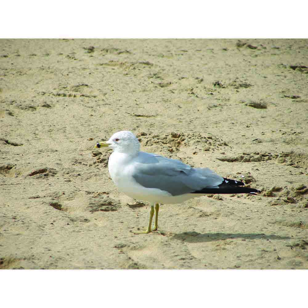 Seagull on Beach Gloss Poster Printed | Wallhogs