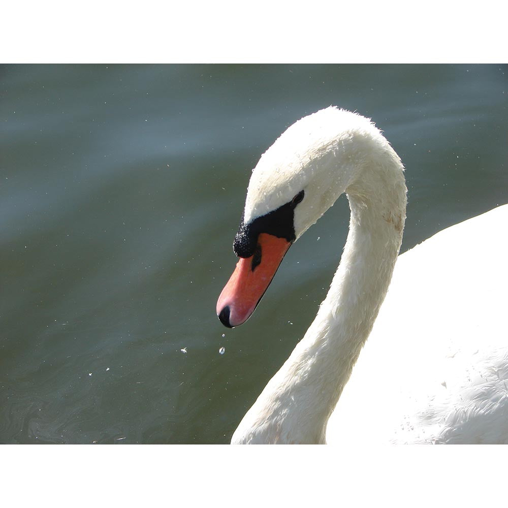 Majestic Swan Gloss Poster Printed | Wallhogs