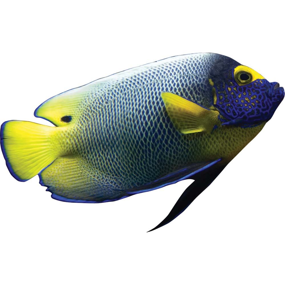 Angel Fish Wall Decal Printed & Die-Cut  | Wallhogs