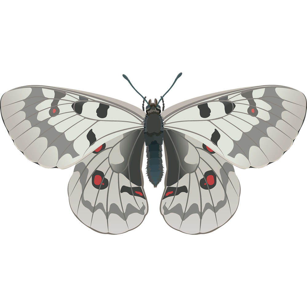 Apollo Butterfly Wall Decal Printed & Die-Cut | Wallhogs