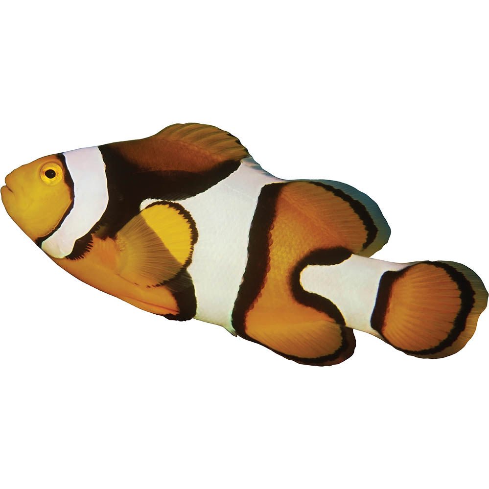Clown Fish Wall Decal Printed & Die-Cut | Wallhogs