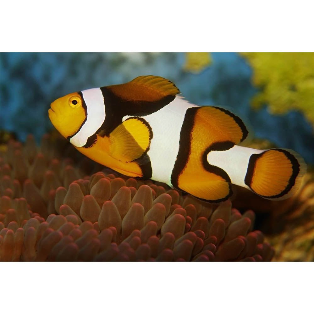 Clownfish Gloss Poster Printed | Wallhogs