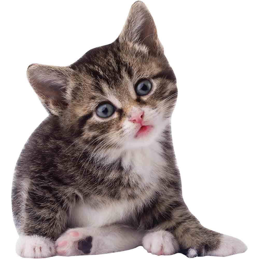 Striped Kitten Wall Decal Printed & Die-Cut | Wallhogs