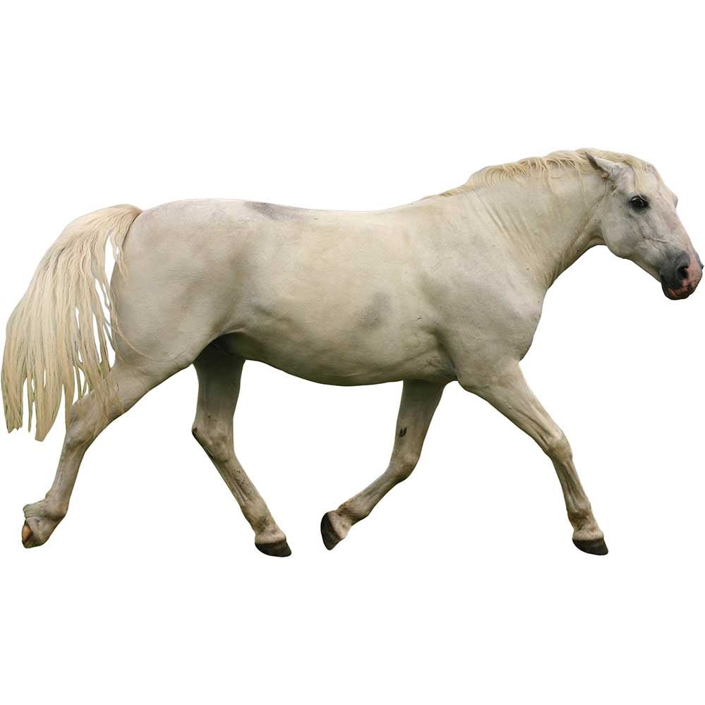 White Mustang Horse Wall Decal Printed & Die-Cut | Wallhogs