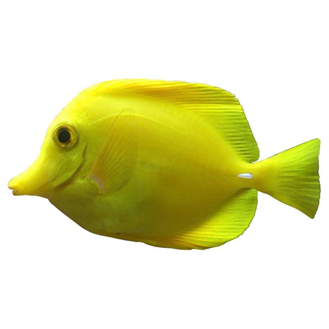 Yellow Tang Wall Decal Printed & Die-Cut | Wallhogs