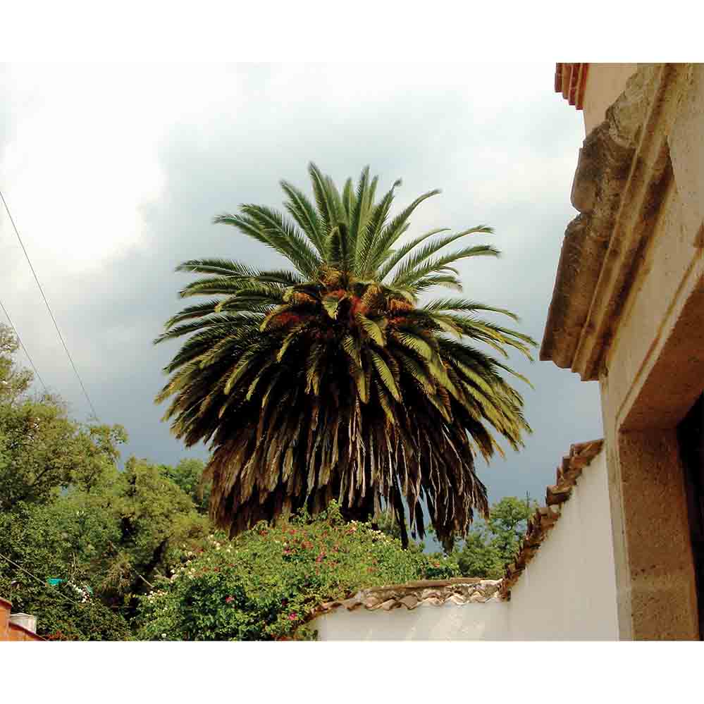 Mexico Palm Tree Wall Decal Printed | Wallhogs