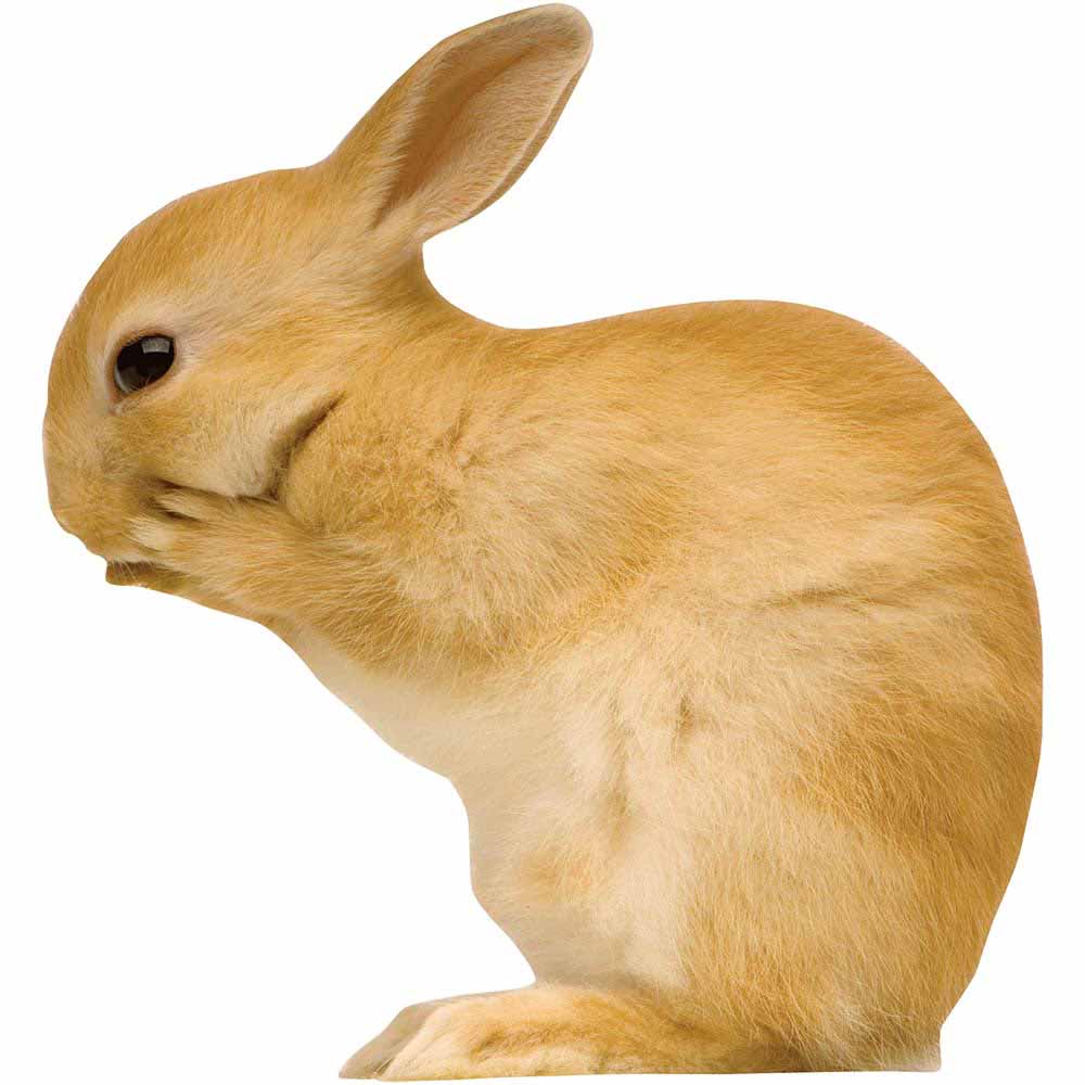 Whispering Bunny Wall Decal Printed | Wallhogs