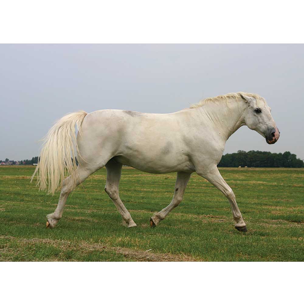 White Mustang Horse Gloss Poster Printed | Walllhogs