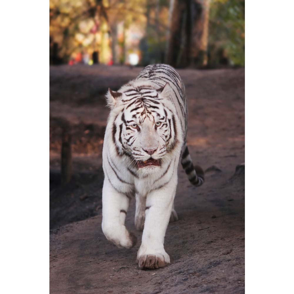 White Tiger Wall Decal Printed | Wallhogs