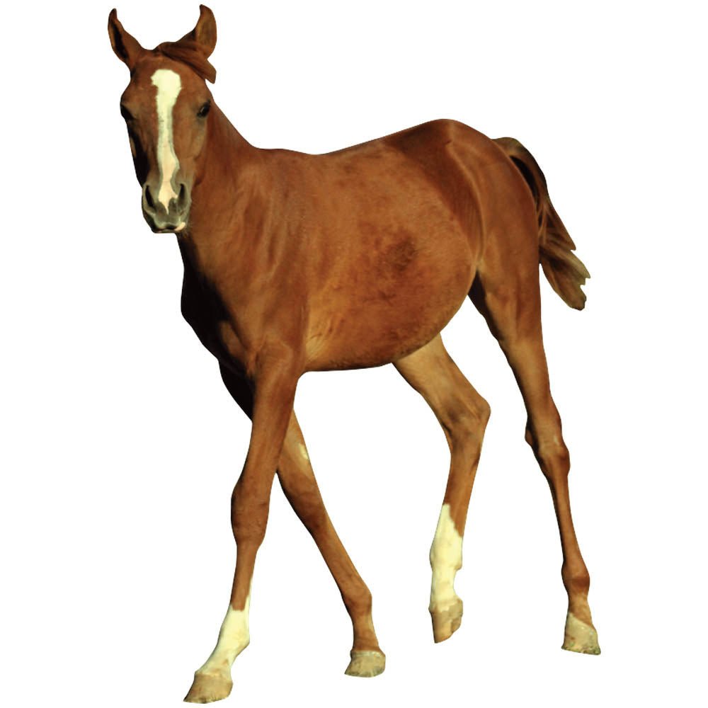 Young Foal Die-Cut Wall Decal Printed | Wallhogs