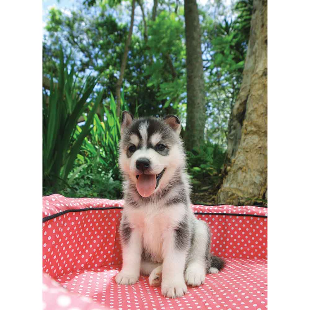 Husky Puppy Portrait Gloss Poster Printed | Wallhogs