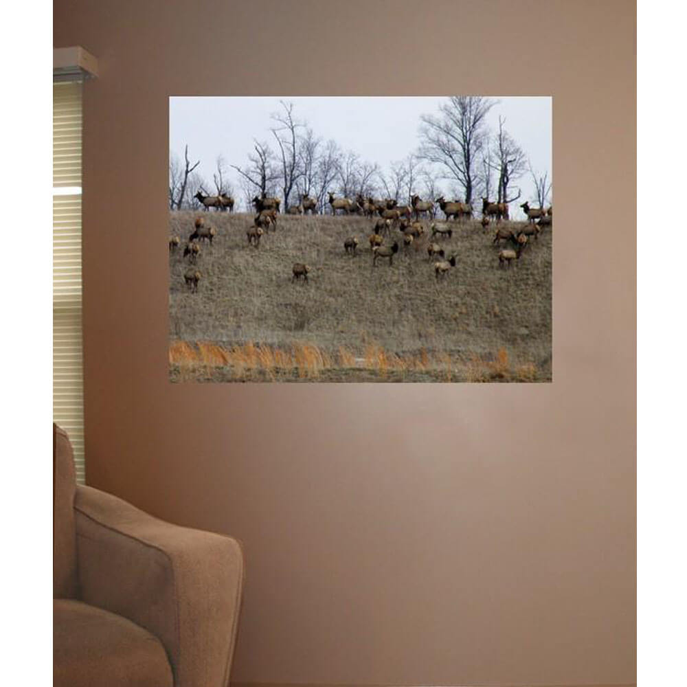 Elk Herd Gloss Poster Installed | Wallhogs