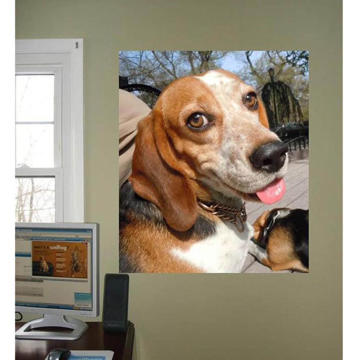Smiling Beagle Gloss Poster Installed | Wallhogs