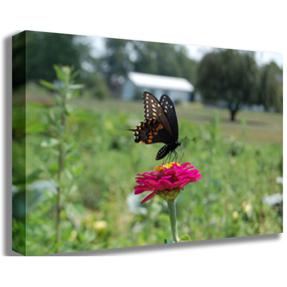 Butterfly Canvas Printed | Wallhogs