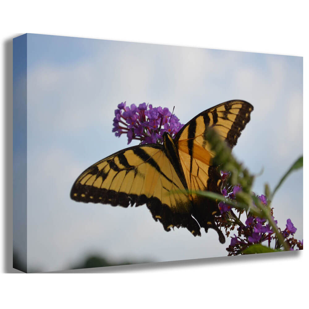 Butterfly Resting Canvas Printed | Wallhogs