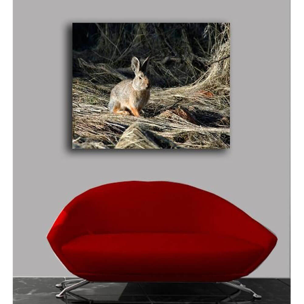 Cottontail Canvas Print Installed | Wallhogs