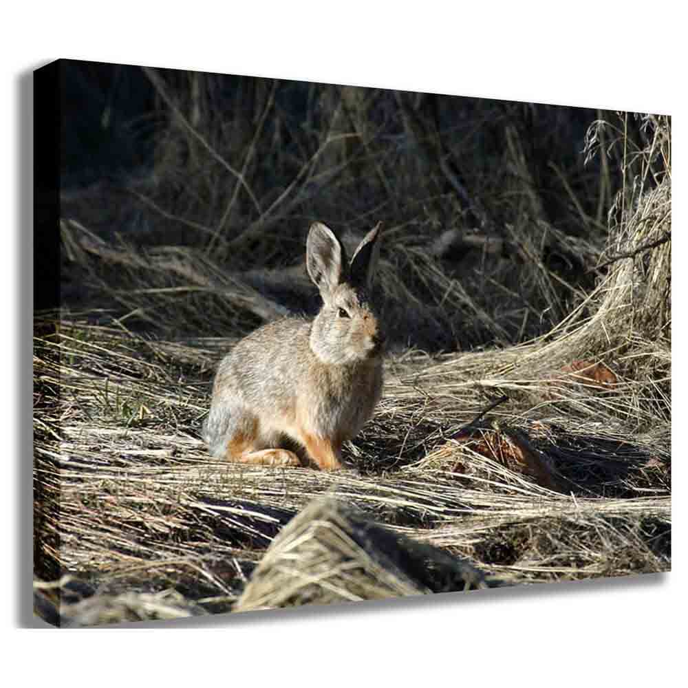 Cottontail Canvas Printed | Wallhogs