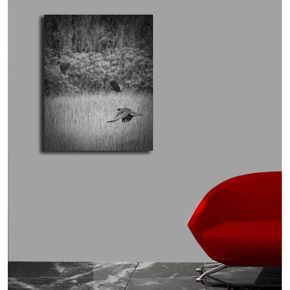 The Crows Canvas Print Installed | Wallhogs