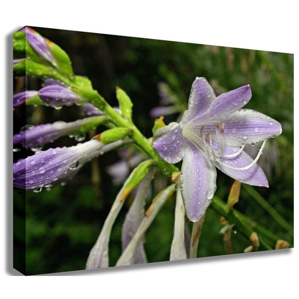 Wet Flower Canvas Printed | Wallhogs