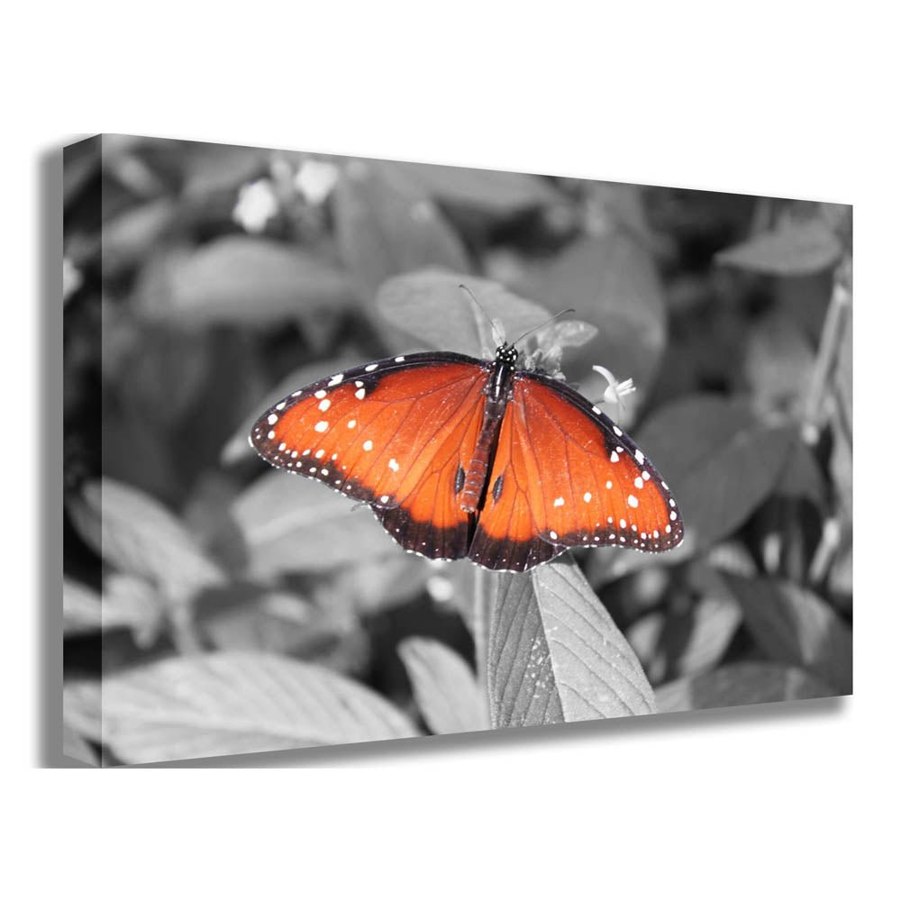 Butterfly Canvas Printed | Wallhogs
